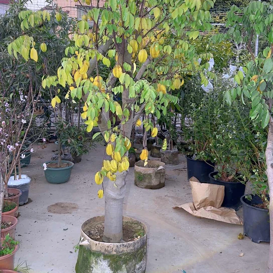 手****4果树11111111111