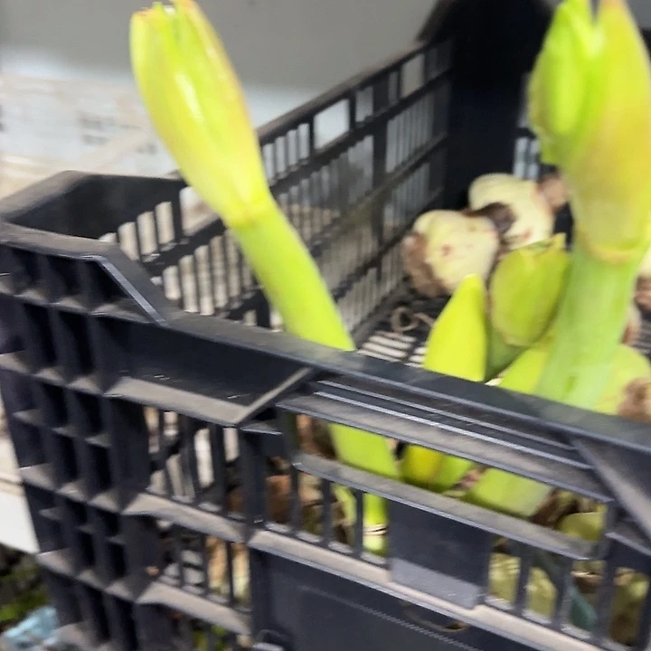 宾利花后球不包售后