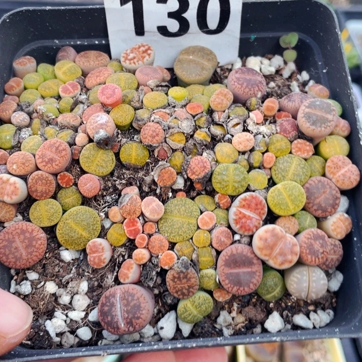 130彩拼带盆llllllllllll