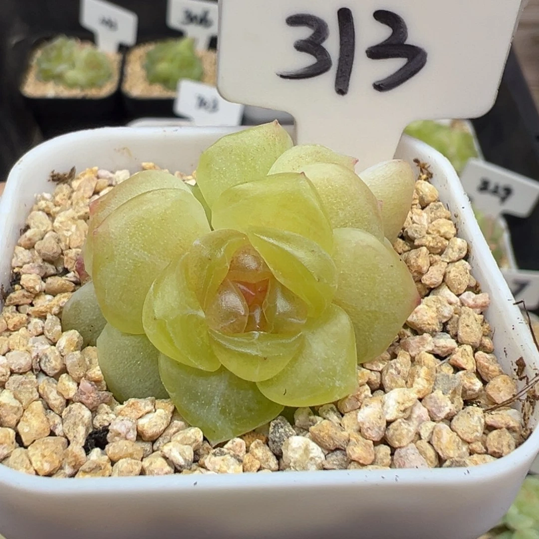 313号谪仙 晗雨多肉