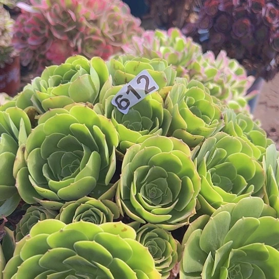 小***媚多肉植物一个绿玫瑰