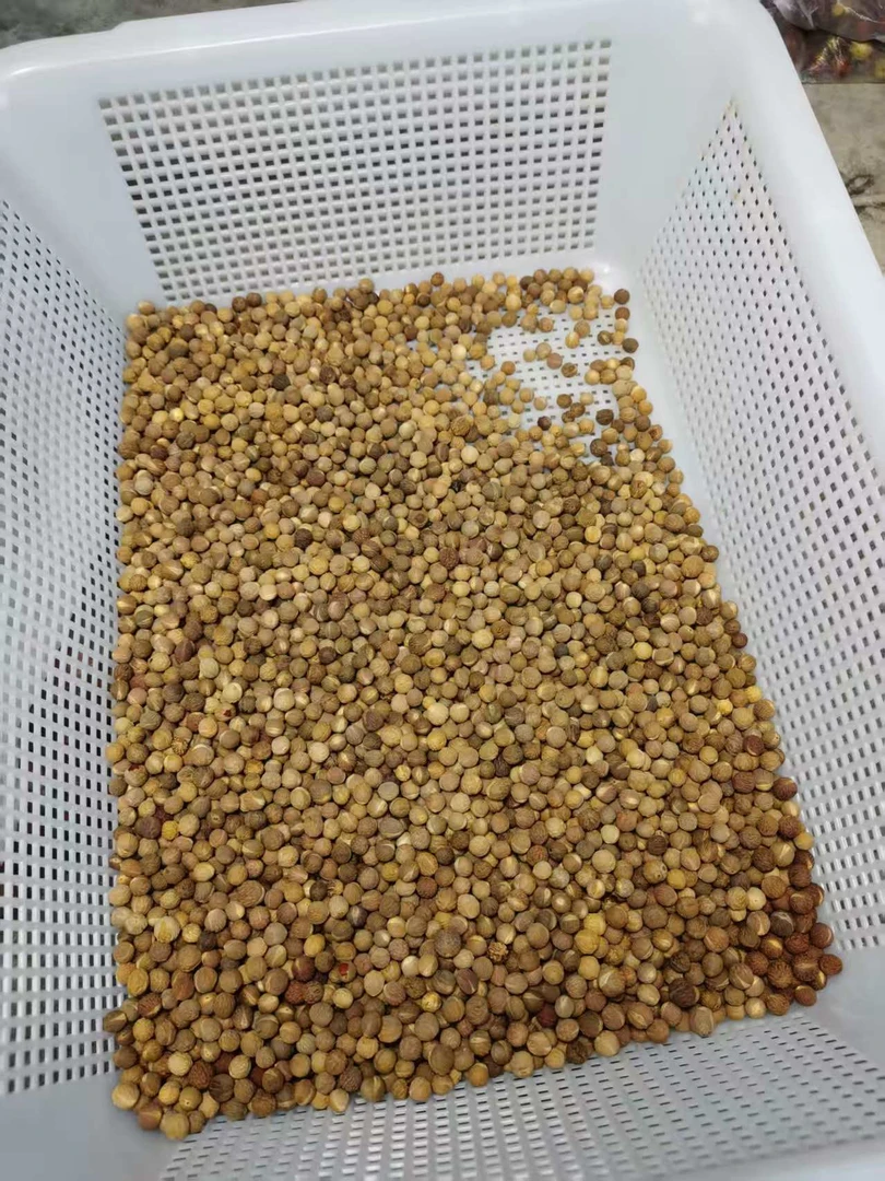 野生去皮酸枣核凤眼菩提