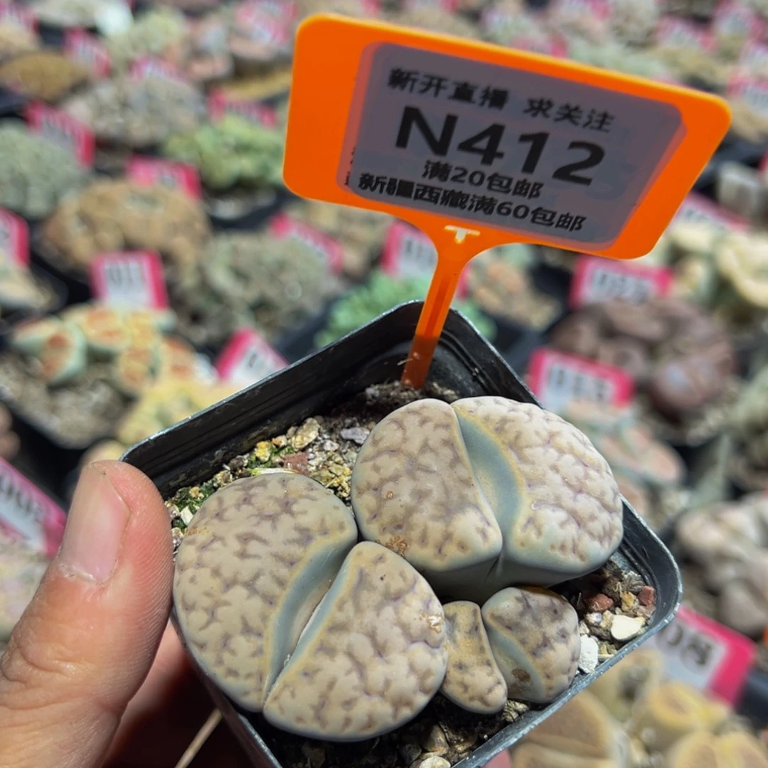 412 一物一拍，默认有伤，介意勿拍，不退不换