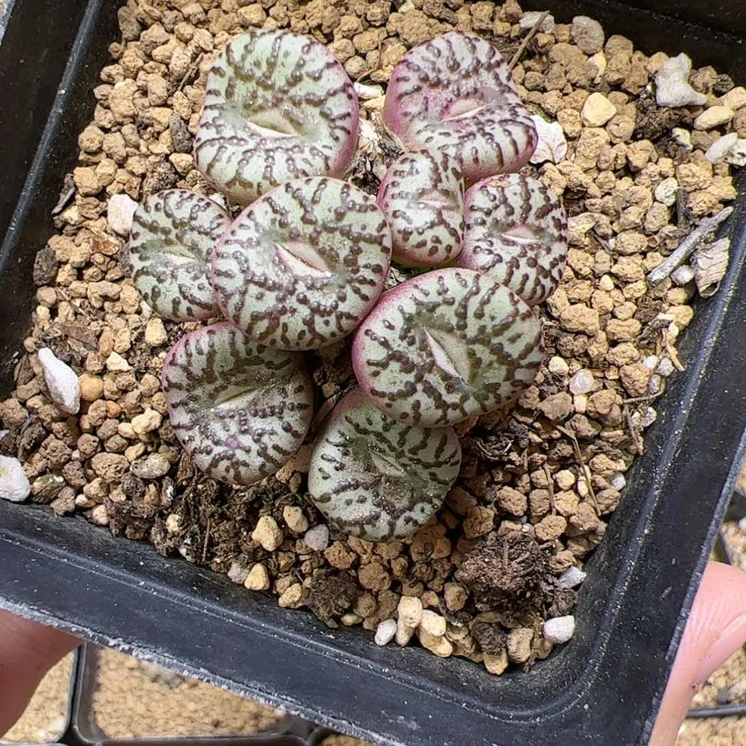 【闪购商品】178 福利