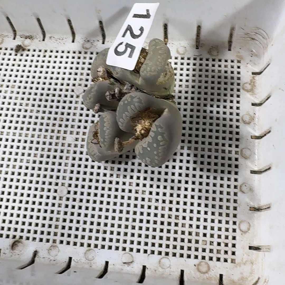 活***云生石花特价一物一拍125