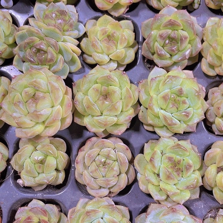 精品葡萄珍妮多肉植物