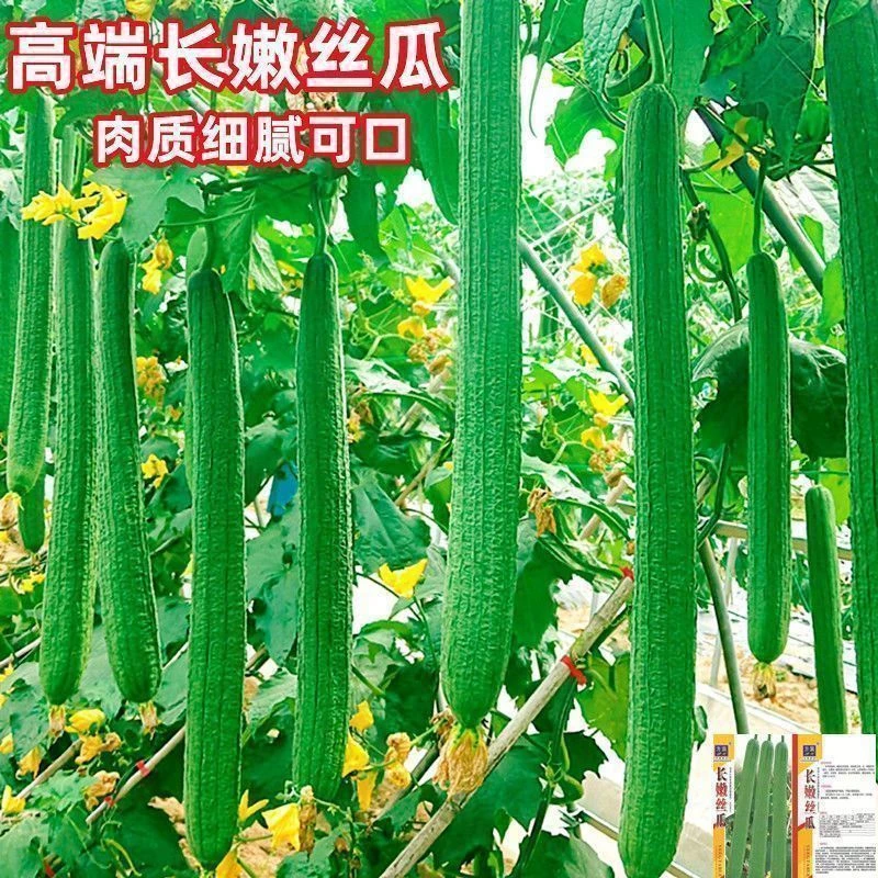 新特长香丝瓜种子大肉丝瓜籽四季耐寒巨型丝瓜种子庭院爬藤蔬菜种