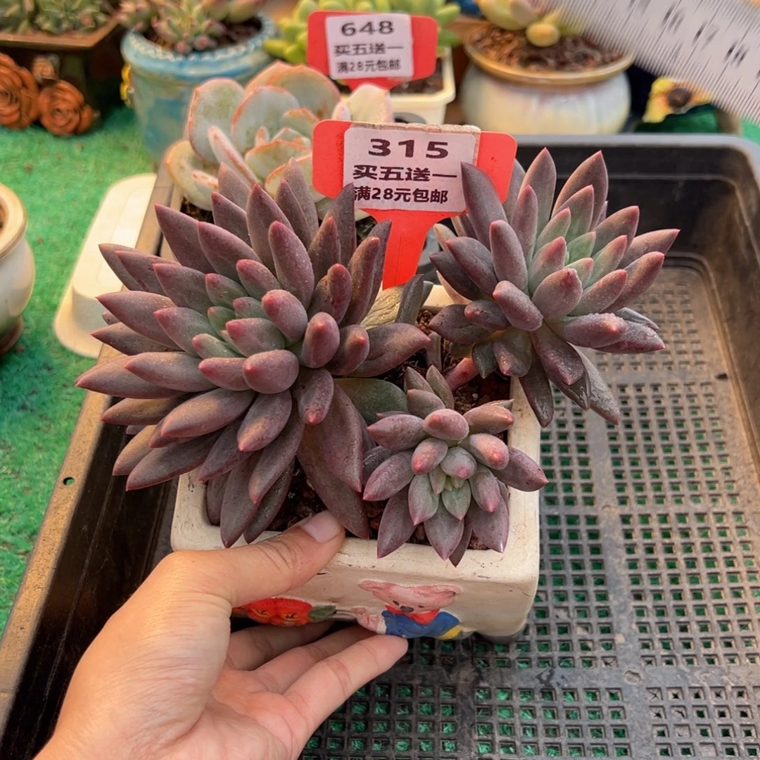 表妹精品多肉植物315.
