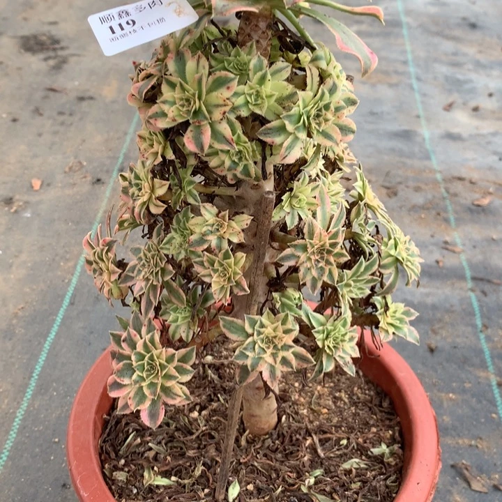 119夕颜多肉植物特价
