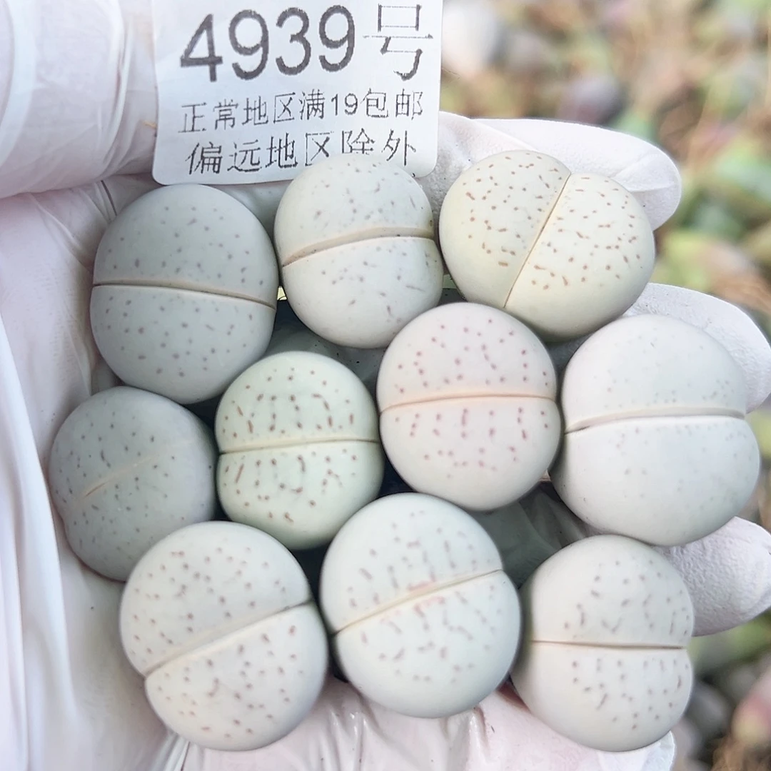 4939 好养易活生石花大母本10个2cm左右