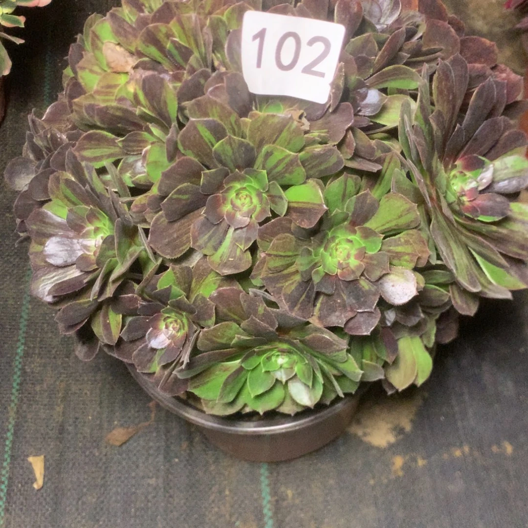 102花月夜多多肉植物