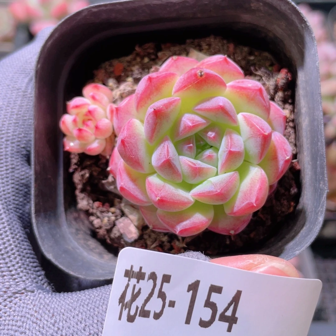 花利美25-154白桃汽水