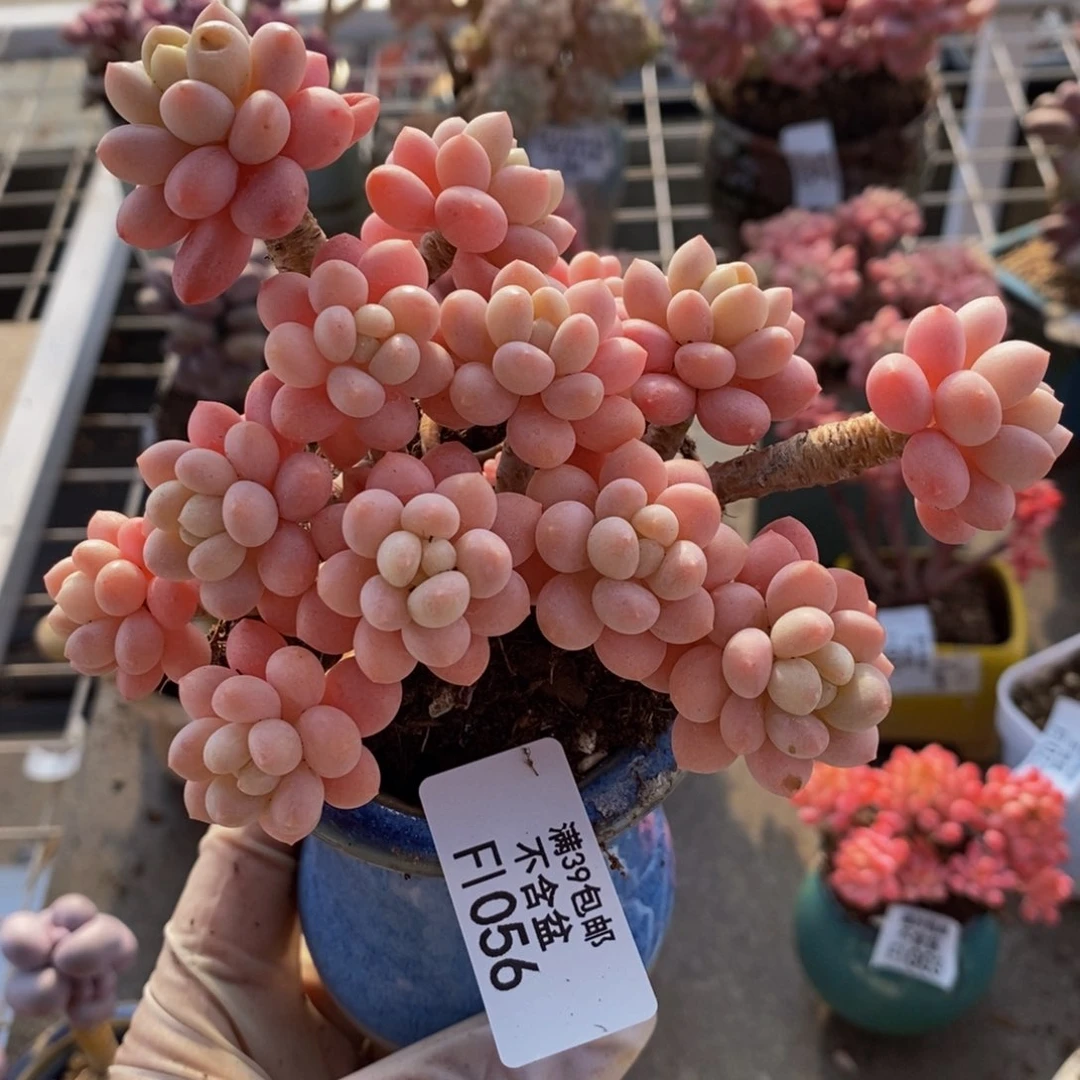 鱼子酱056/10cm多肉