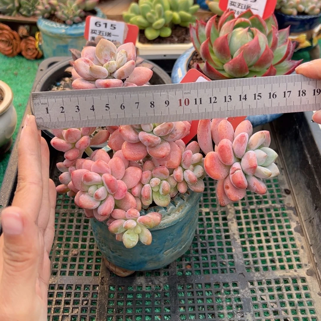 表妹精品多肉植物694.