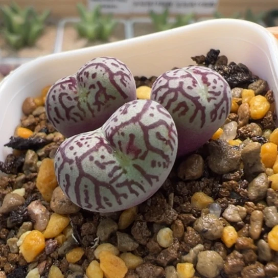 八重默红纹一颗644。