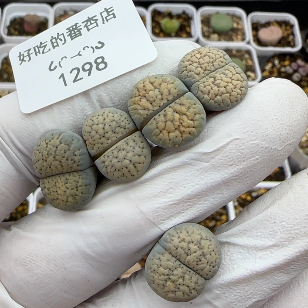 1298。德州玫瑰。。。。。。。