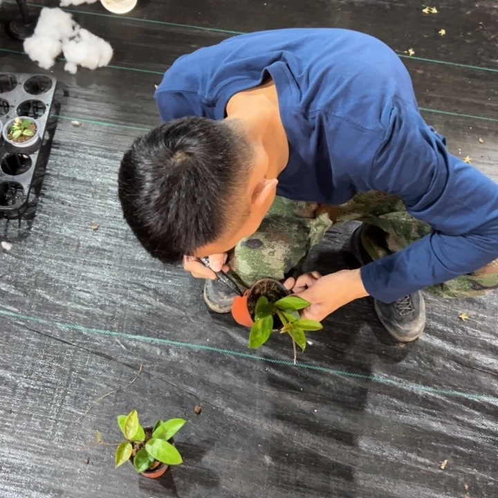 平***生完全开放球兰小苗两棵