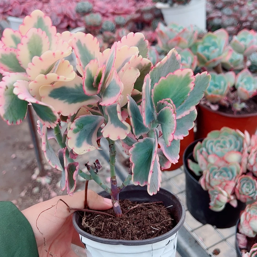 蝴蝶之舞锦多头造型