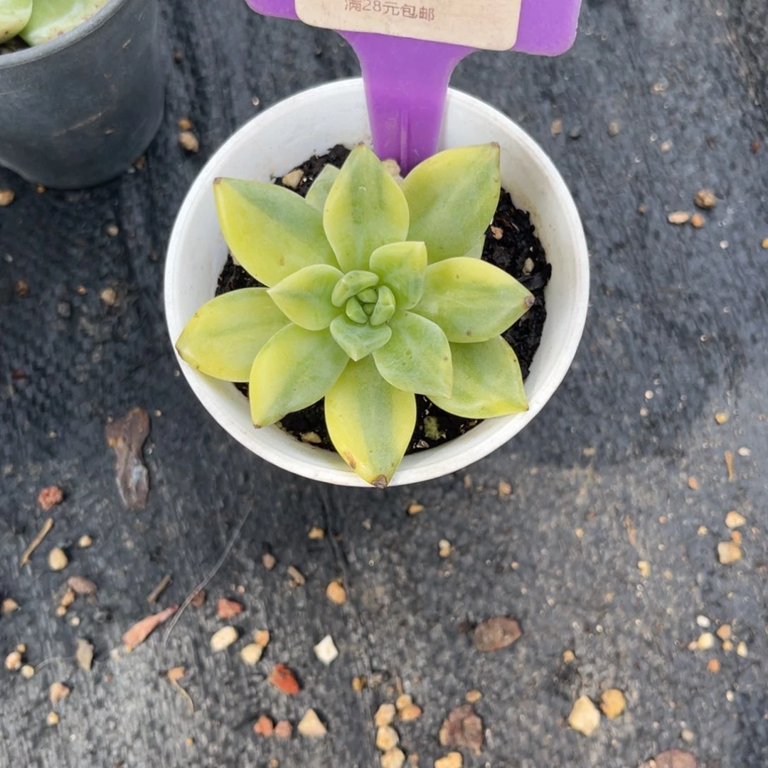 多肉植物一物一拍