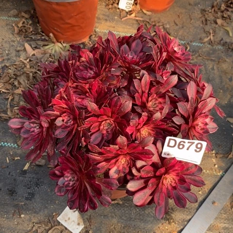 黑桐白多肉植物法师不包损