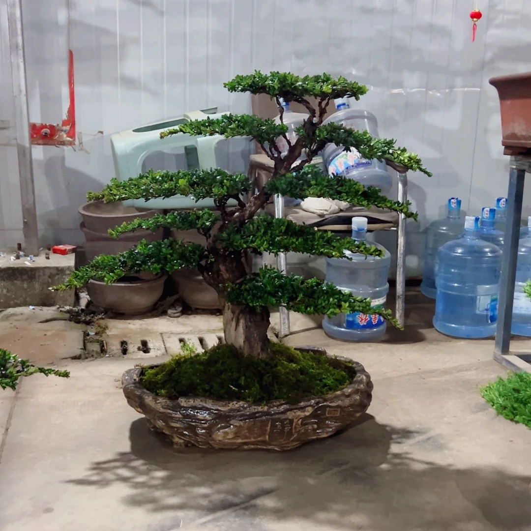 罗汉松盆景艺术盆景