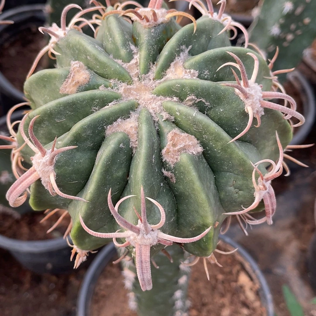 【闪购商品】武藏凌波苗接66666