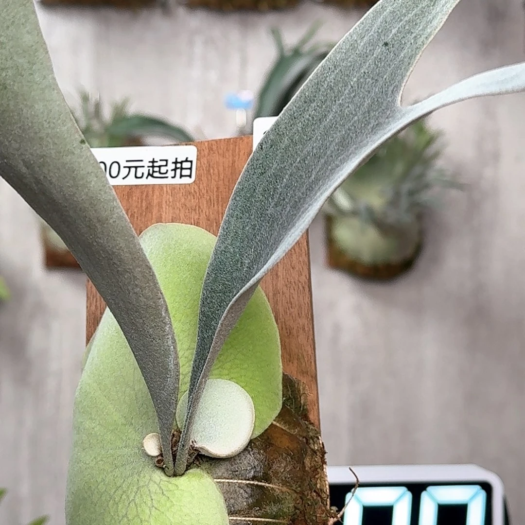 完全开放蓝月鹿角蕨书签板