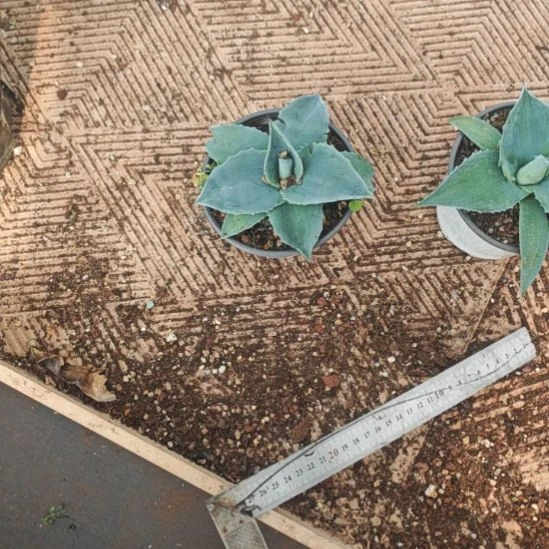 圆叶精品龙舌兰精品鲸鱼舌