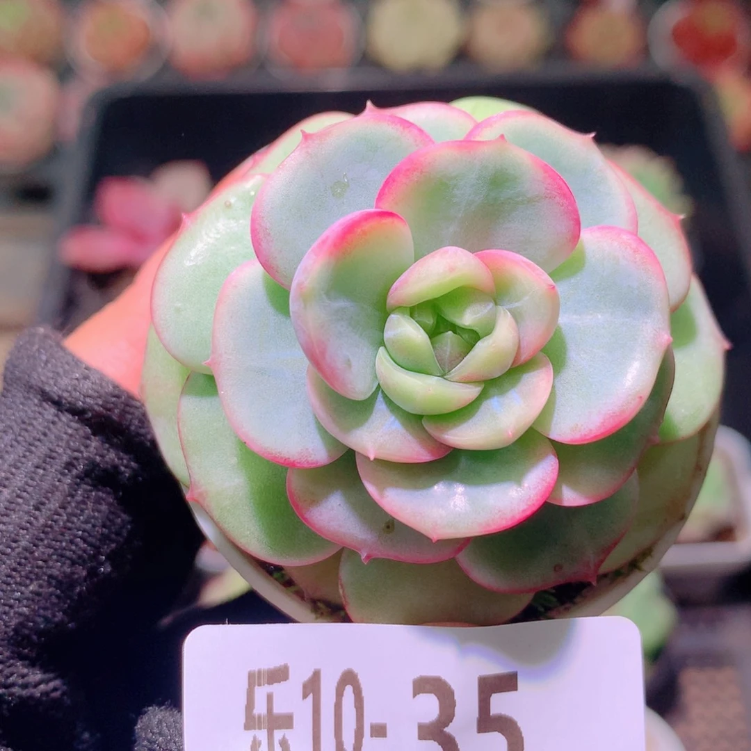 乐然10-35 新品单头