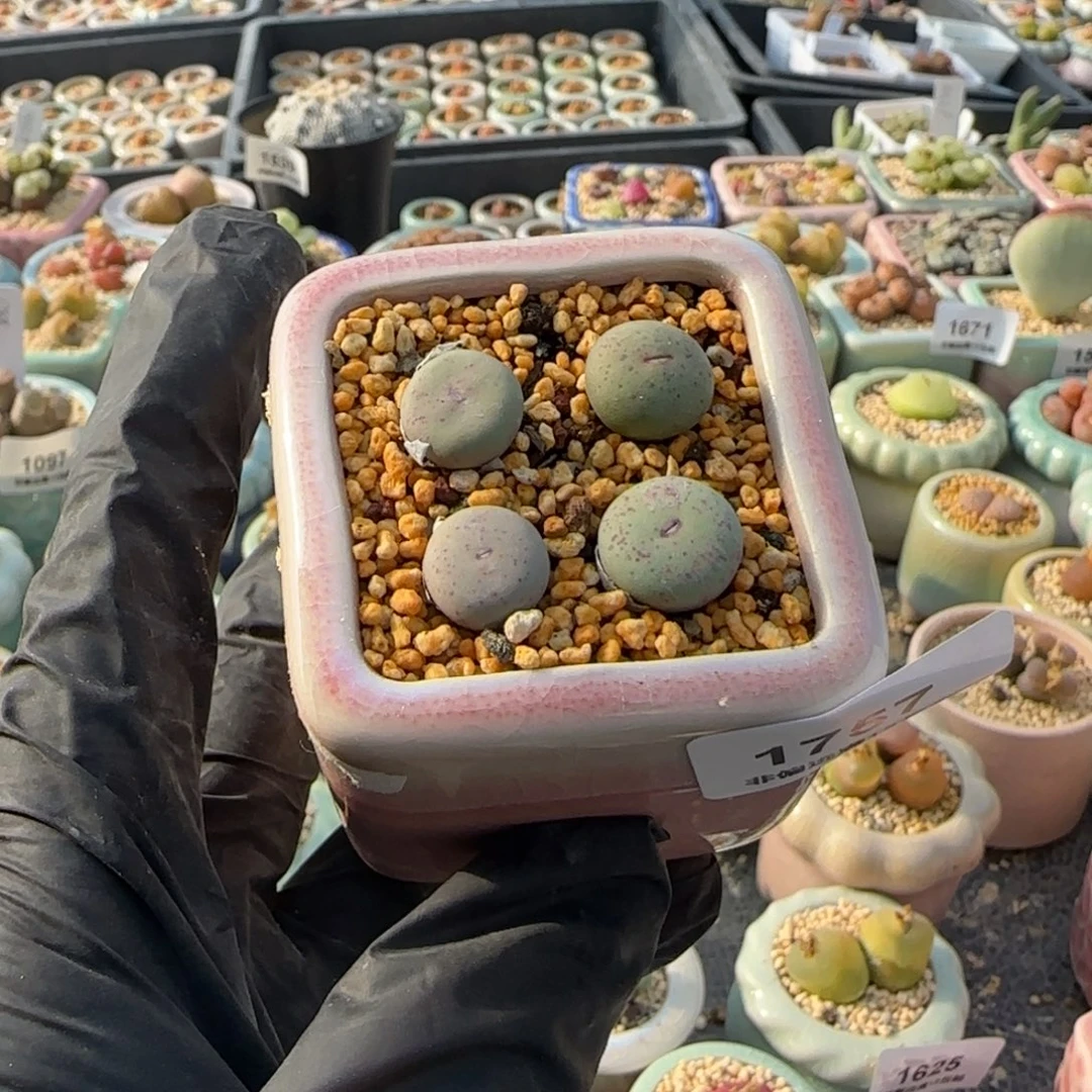 1757-一物一拍 带盆