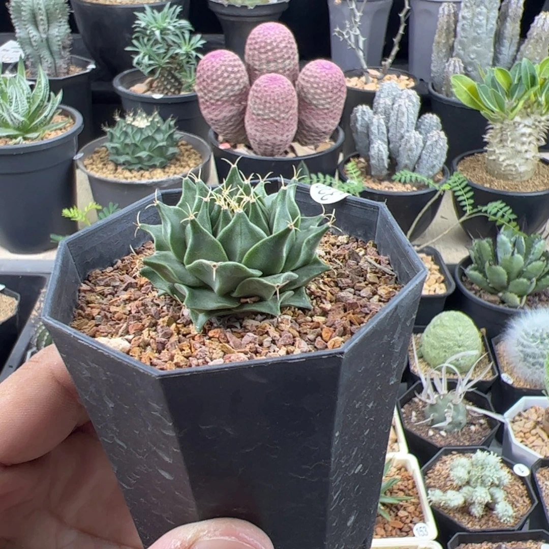 帝冠实生4一物一拍脱土发