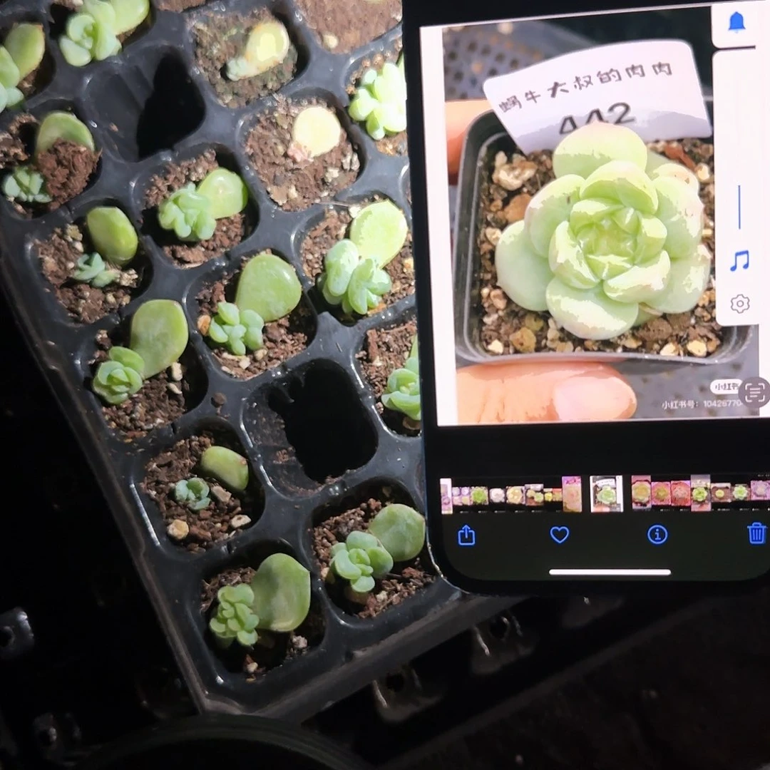 财富442 中苗一个满25包邮