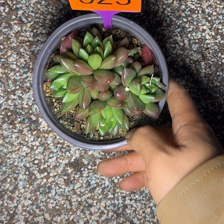 多肉植物新品美人
