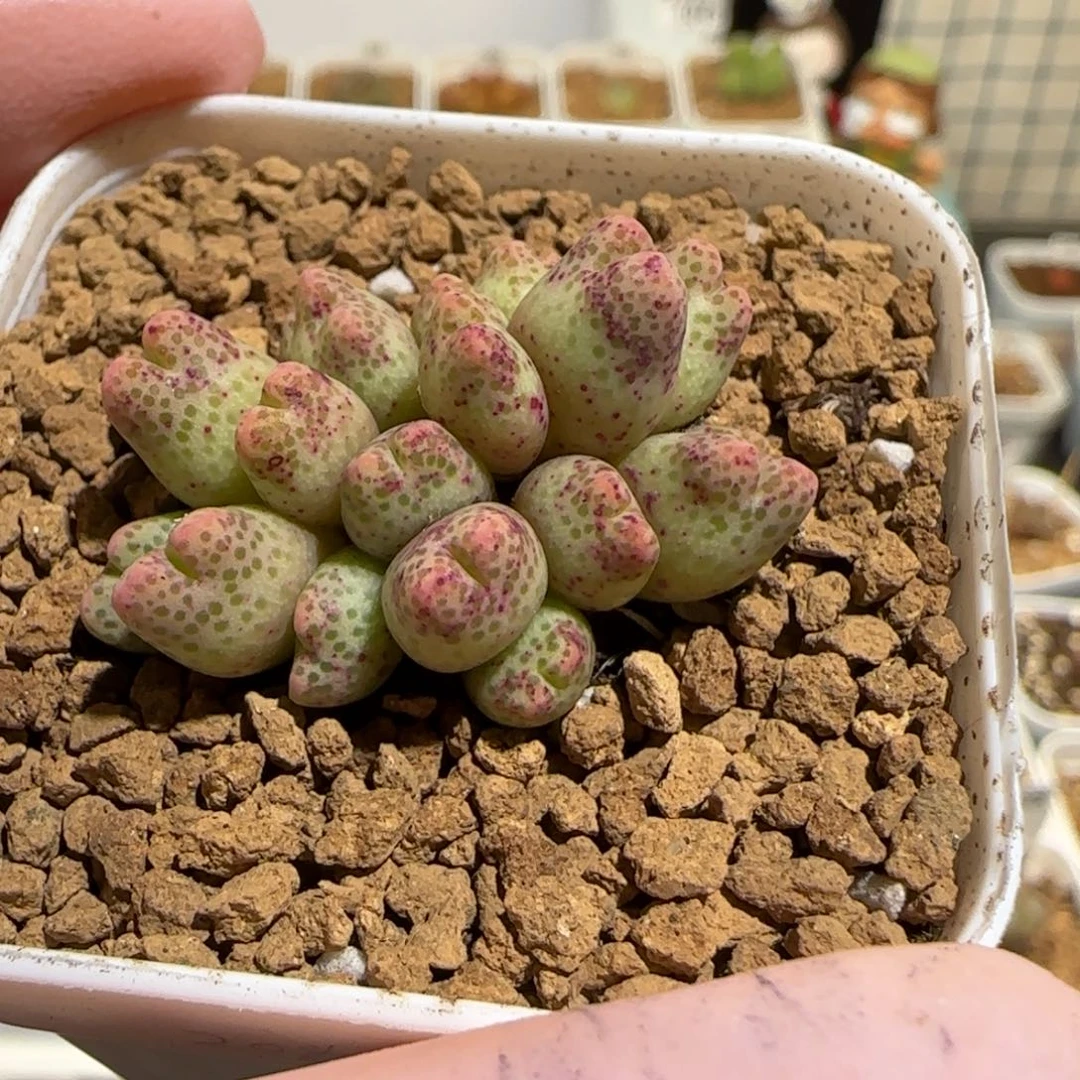 肉锥多肉植物组合-草莓斑马有疤1275