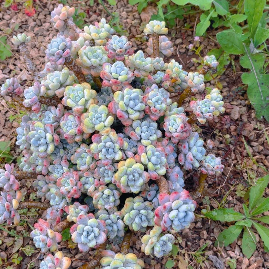 新疆西藏内蒙不发货，劳尔