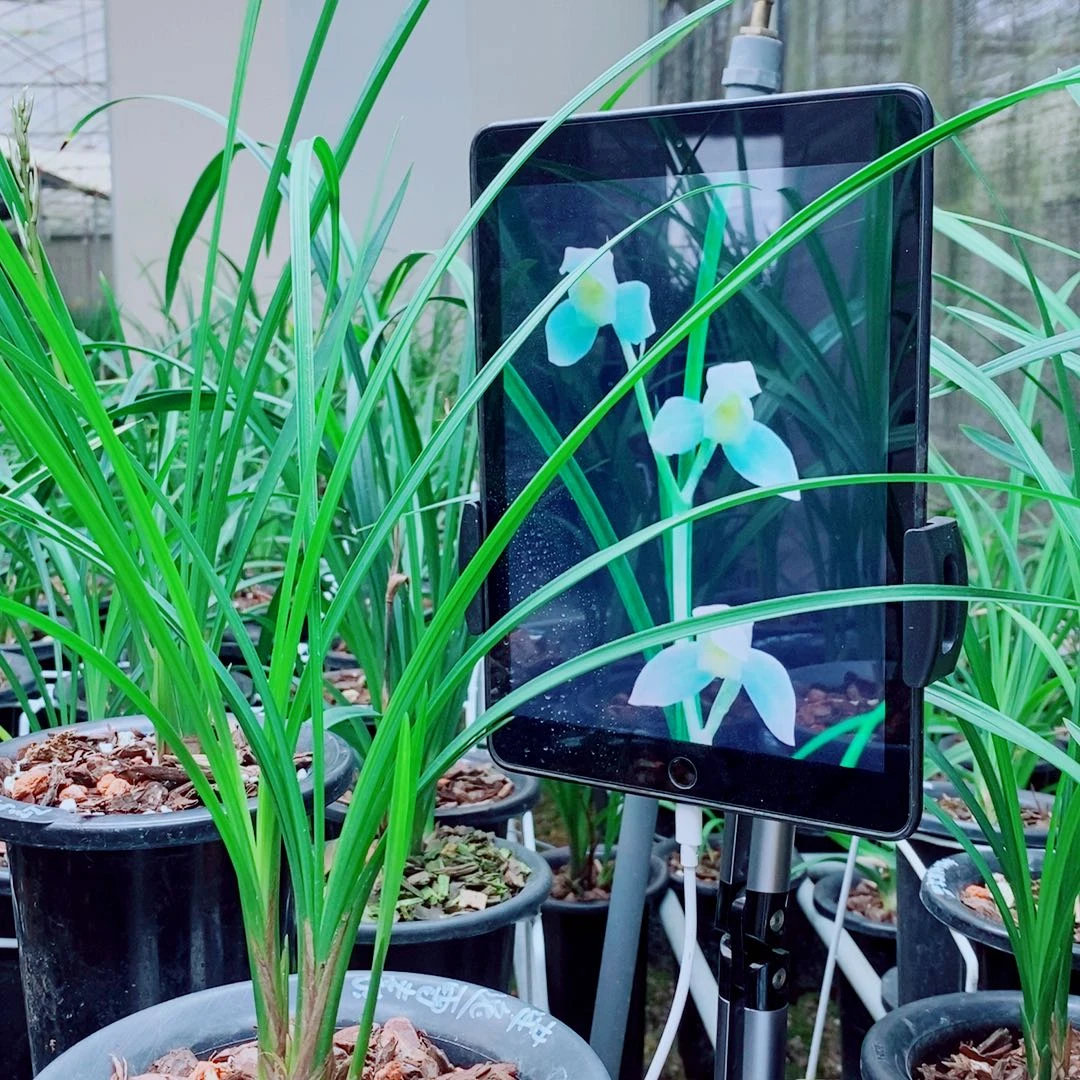 当前无花栽培后可以开花