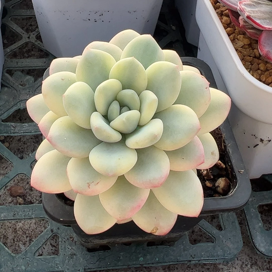 香水锦 婕宝一物一拍