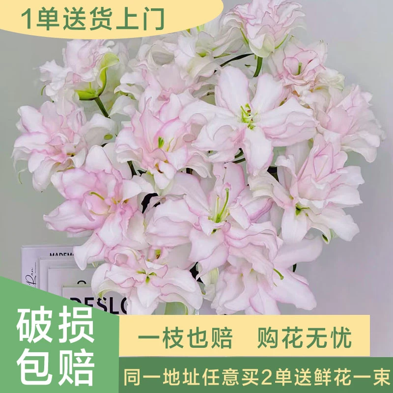 【基地源头优选】冰美人重瓣百合    任意两单送鲜花一束