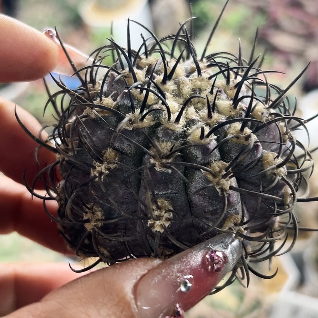 暗黑仙人球66666666