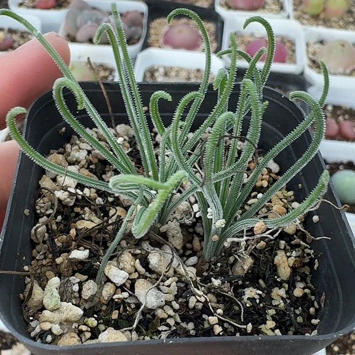 老马生石花细毛卷505