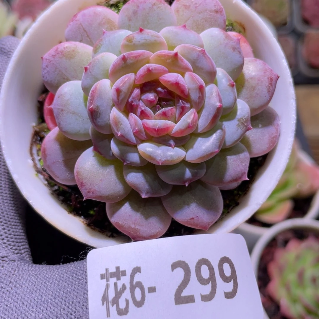 花利美6-299新品