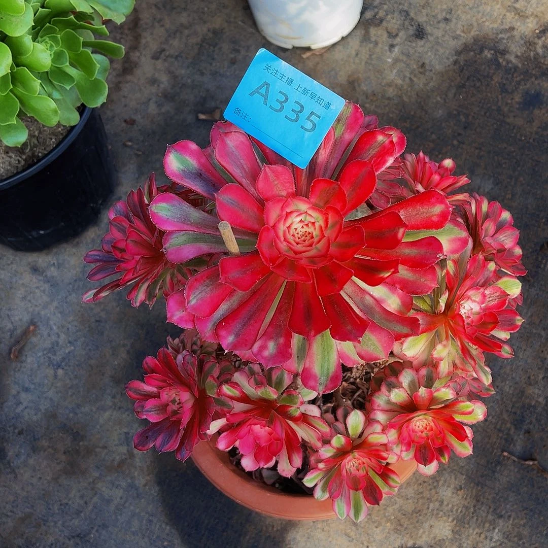 共同白335福利拖土