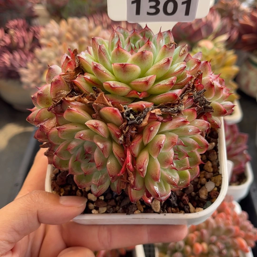 1301 天冷必拍保温箱