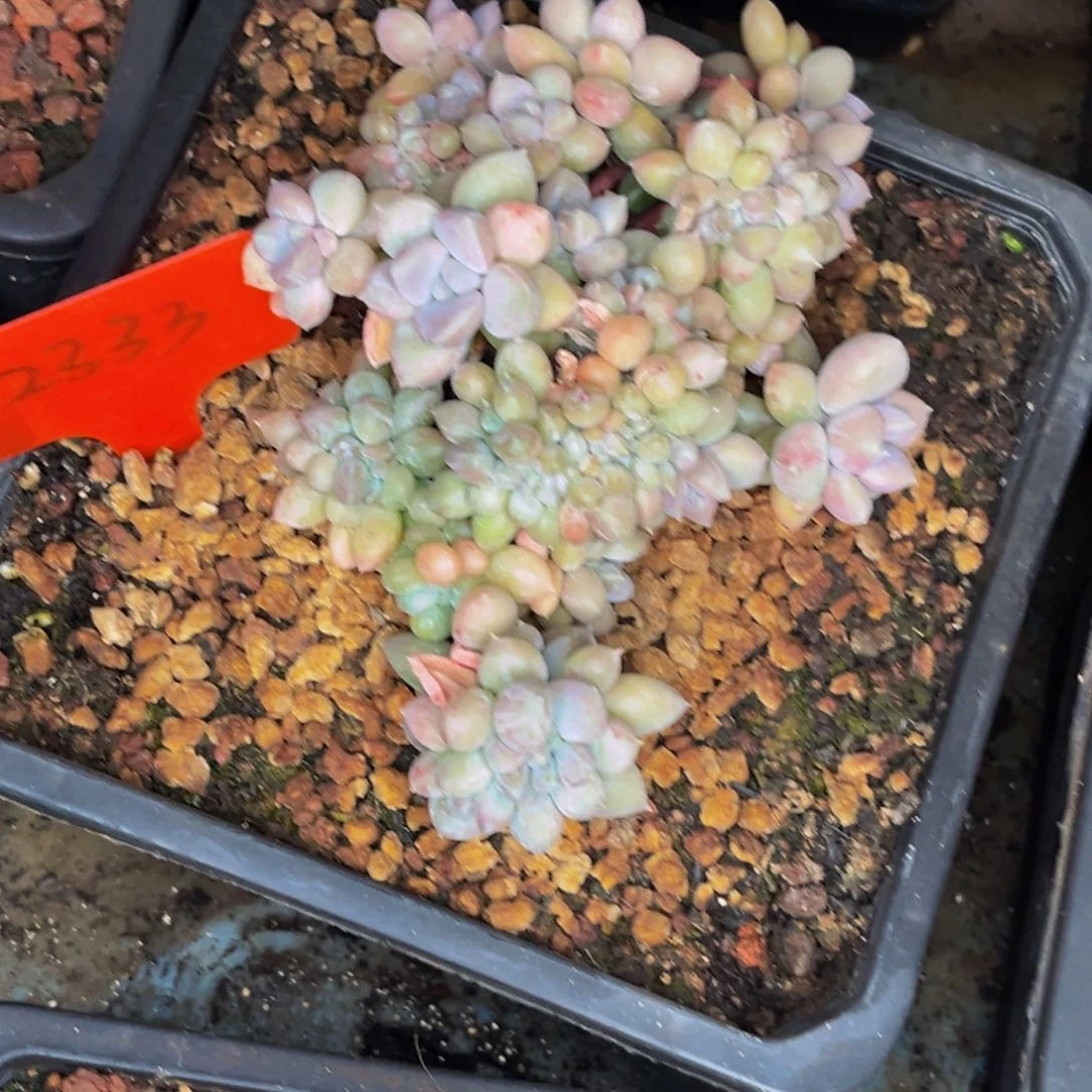 2333号晚上多肉植物群生多肉