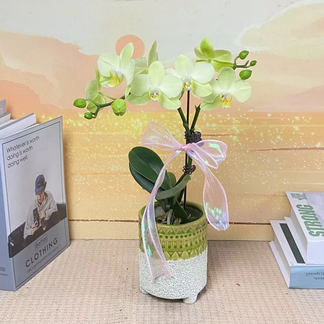 卡莉 蝴蝶兰 欧品绿色系花瓣  客厅卧室美观带花带花苞