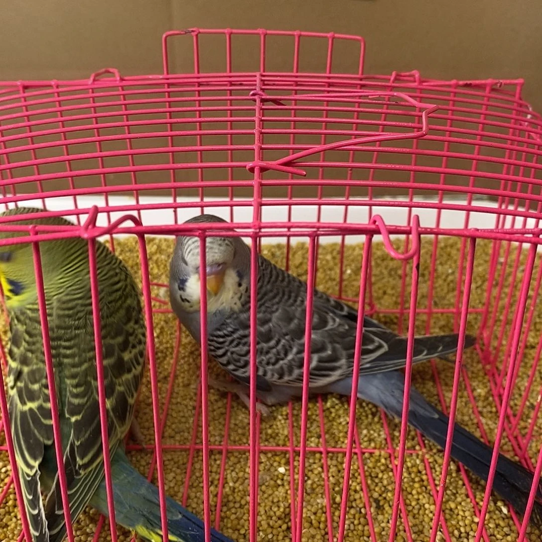 虎皮鹦鹉大头虎皮