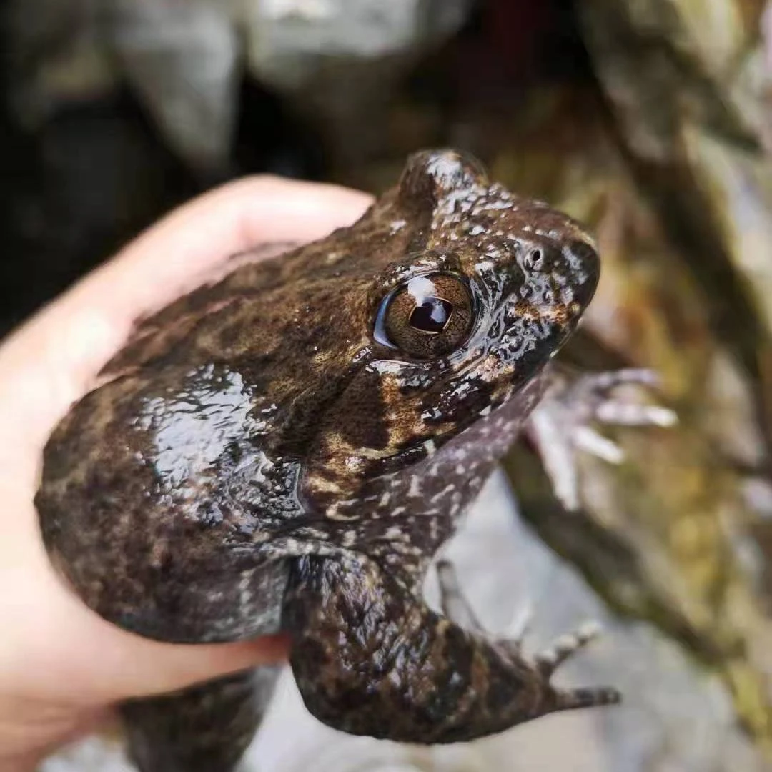 山珍活蛙生态滋补石蚌石洞石磷月子老人小孩滋补佳品鲜活包邮