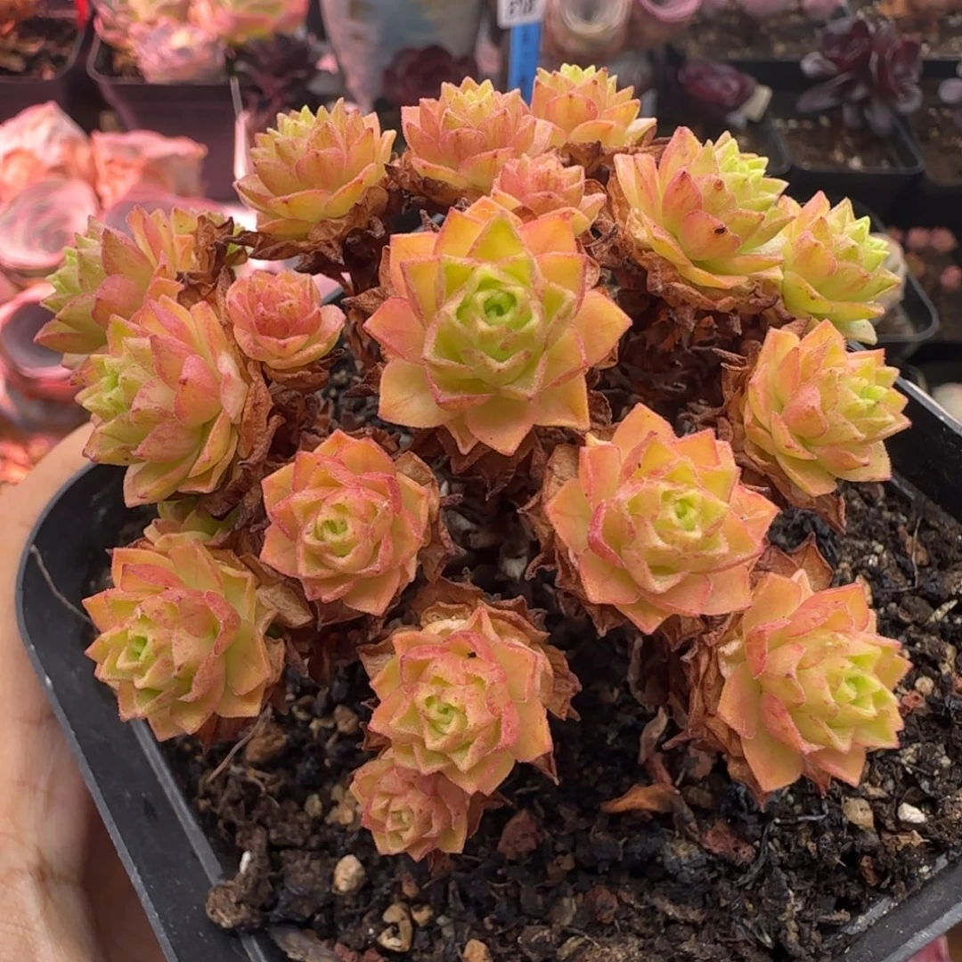 L478半城玫瑰橘子彤不含盆土