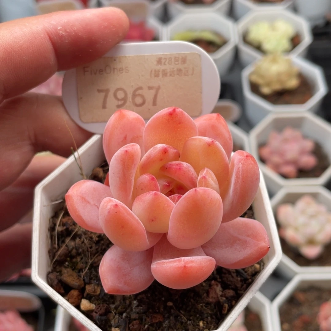 全明星7967-5.5厘米