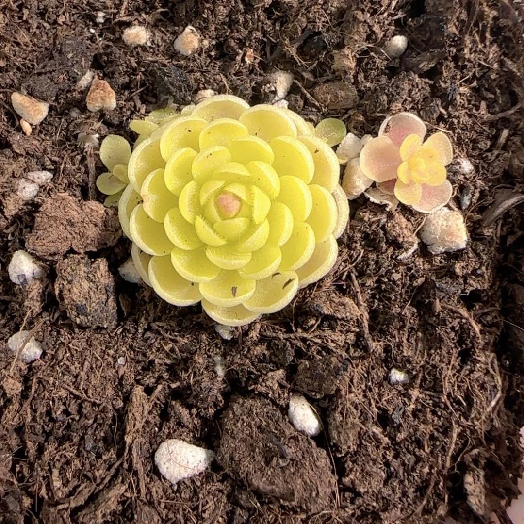 多肉1227-184捕虫堇